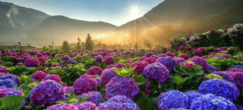 TOUR ĐÀ LẠT - NHA TRANG: KHÁM PHÁ THÀNH PHỐ HOA BIỂN